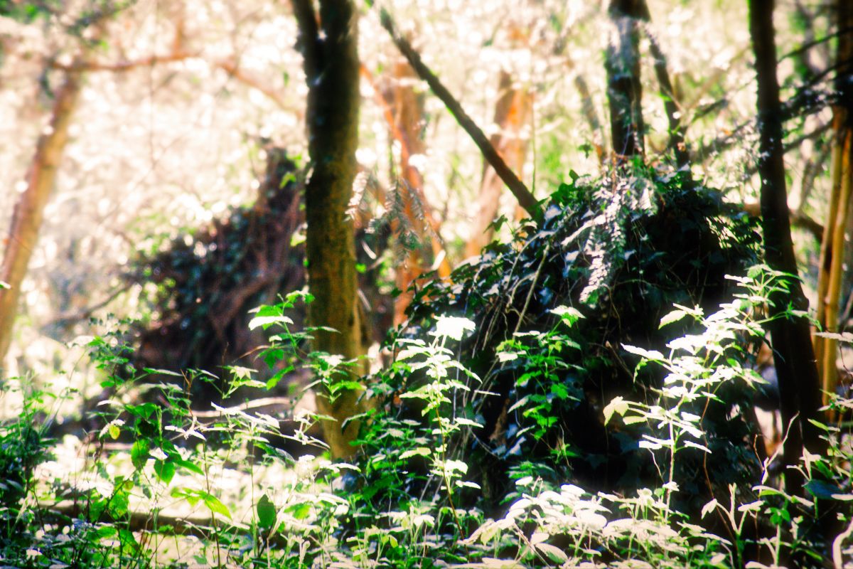 Fallen trees and branches